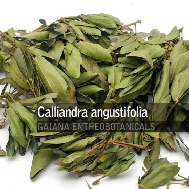 Calliandra angustifolia -Bobinsana-