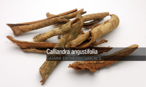 Calliandra-angustifolia-Bobinsana-Root-Bark
