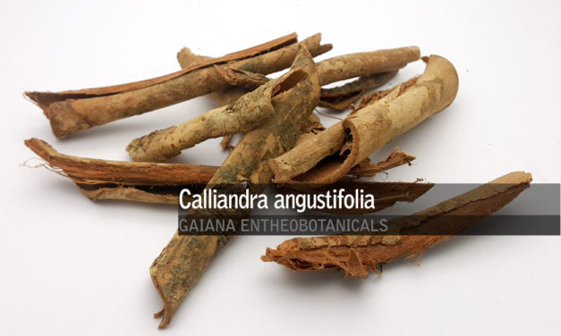 Calliandra-angustifolia-Bobinsana-Root-Bark