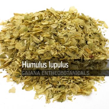 Humulus lupulus -Hops-