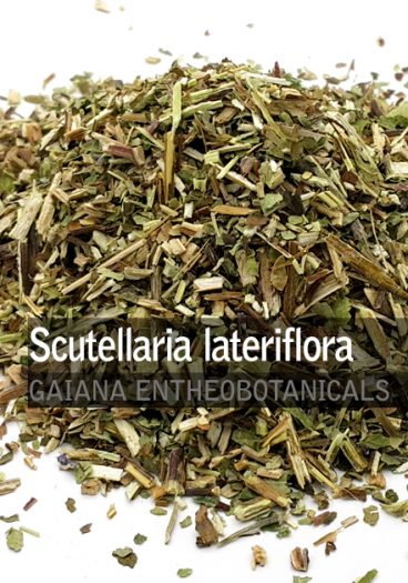 Scutellaria lateriflora -Scullcap-