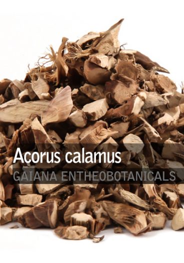 Acorus-calamus-Root