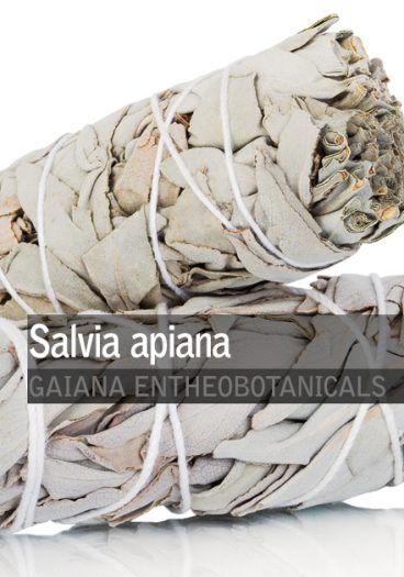 Salvia-apiana-White-Sage-Bundle