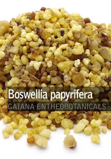 Boswellia-papyrifera-Gold-Frankincense