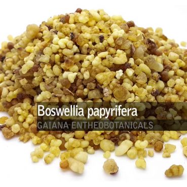 Boswellia-papyrifera-Gold-Frankincense