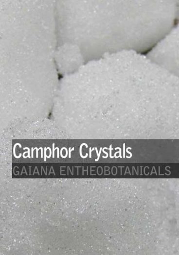 Cinnamomum-camphora-Camphor-crystals