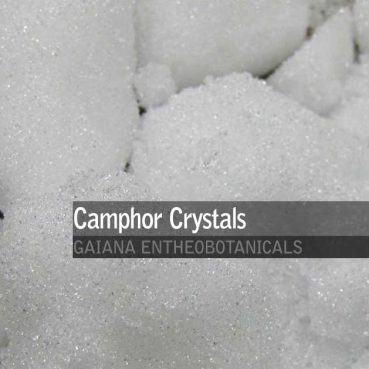 Cinnamomum-camphora-Camphor-crystals