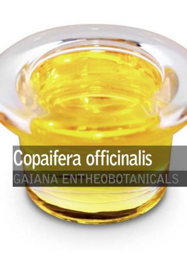 Copaifera-officinalis-copaiba-oil