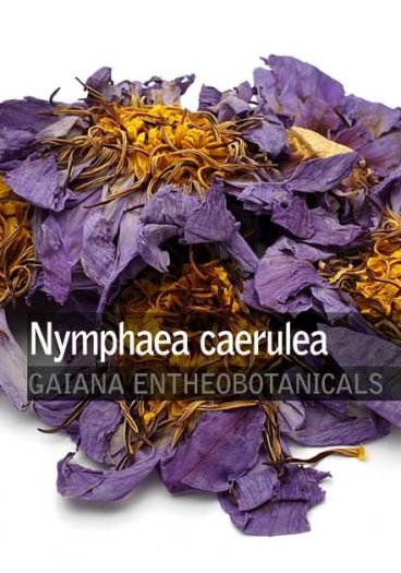 Nymphaea-caerulea-Blue-Lotus-Whole