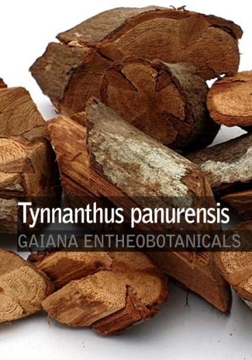 Tynnanthus-panurensis-Clavo-huasca