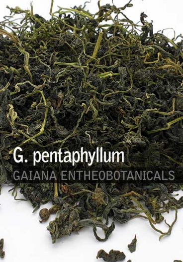 Gynostemma-pentaphyllum-jiaogulan-whole