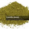 Camellia-sinensis-Matcha-Powder