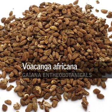 Voacanga-africana-seeds