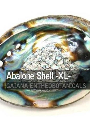 Abalone-Shell-XL