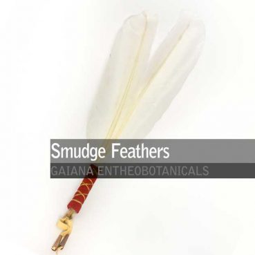 Smudge-Feathers-Swan
