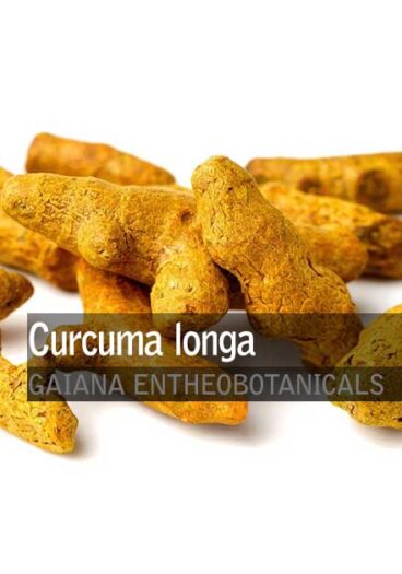 Curcuma-longa-Turmeric-Root-Whole