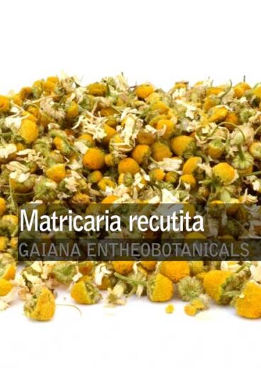 Matricaria-recutita-Chamomile-Flowers
