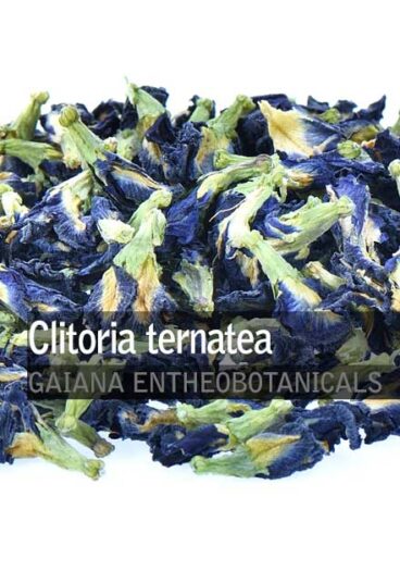 Clitoria-ternatea-Butterfly-Pea