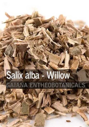 Salix-alba-White-Willow-Bark