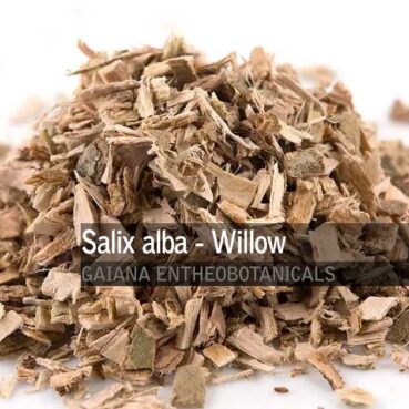 Salix-alba-White-Willow-Bark