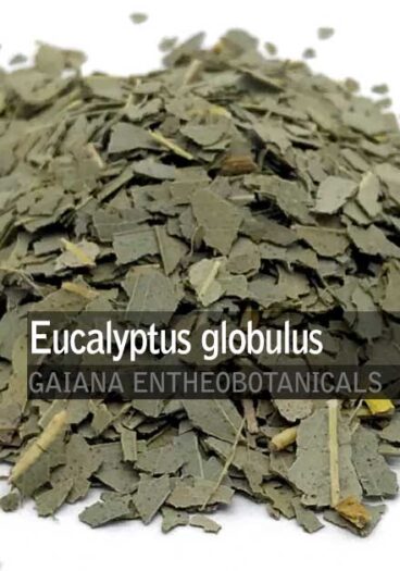 Eucalyptus-globulus-Eucalyptus-Leaves