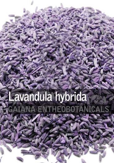 Lavandula-hybrida-Lavender