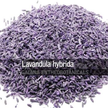 Lavandula-hybrida-Lavender