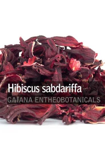 Hibiscus-sabdariffa-Flowers