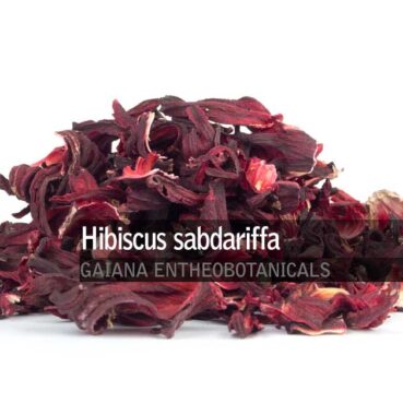 Hibiscus-sabdariffa-Flowers