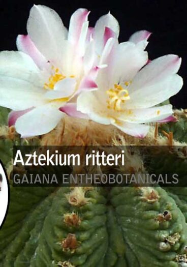 Aztekium-ritter--Aztec-Cacti-Seeds