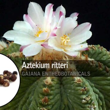 Aztekium-ritter--Aztec-Cacti-Seeds