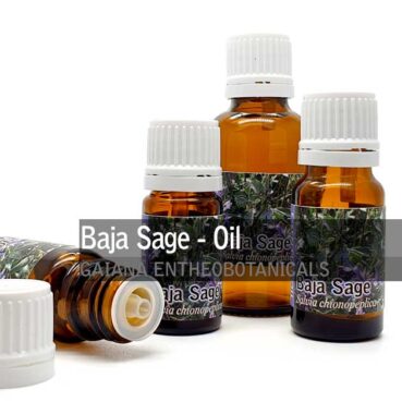 Baja-Sage-Salvia-chionopeplica-Essential-Oil