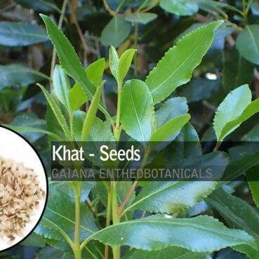 Catha-edulis-Khat-Seeds