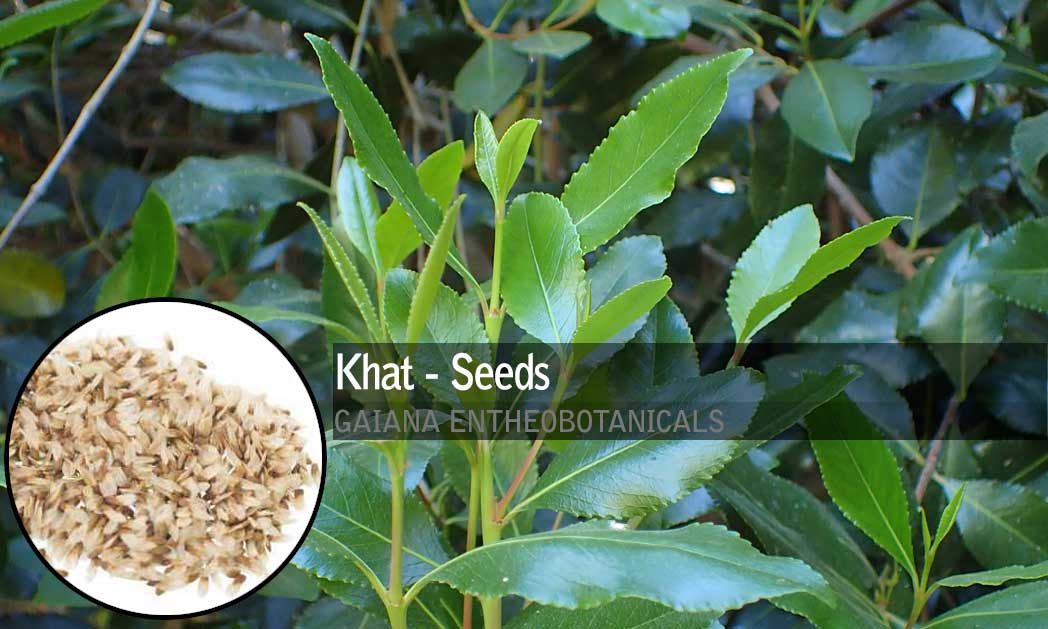 Catha edulis Khat Seeds Gaiana