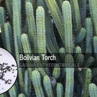 Echinopsis-lageniformis-Bolivian-Torch