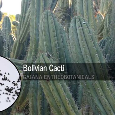 Echinopsis-macrogona-Bolivian-Cacti