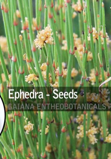 Ephedra-viridis-Ephedra-Seeds