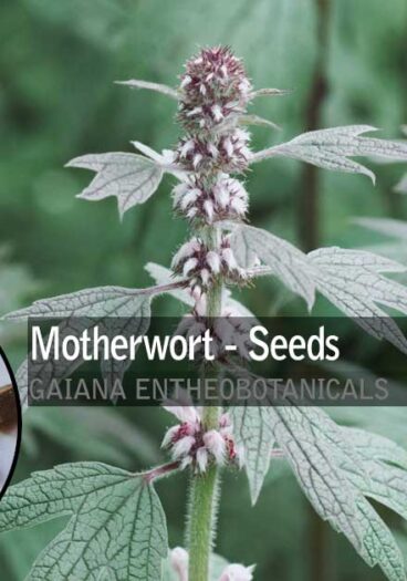 Leonurus-cardiaca-Motherwort-Seeds