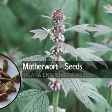 Leonurus-cardiaca-Motherwort-Seeds