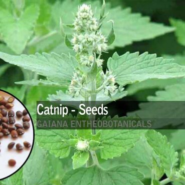 Nepeta-cataria-Catnip-Seeds