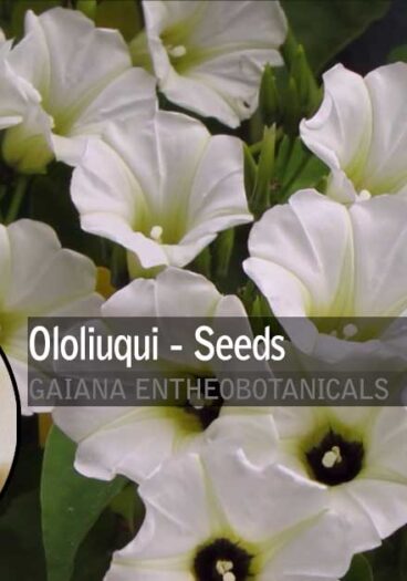 Rivea-corymbosa-Ololiuqui-Seeds-