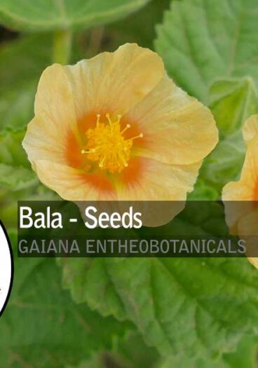 Sida-cordifolia-Bala-Seeds