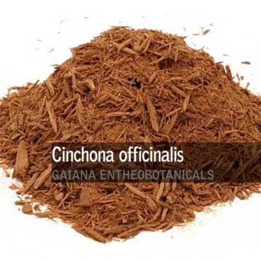 Cinchona-officinalis-Quinine-Bark