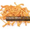 Cordyceps-militaris-Cordyceps-Whole