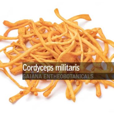 Cordyceps-militaris-Cordyceps-Whole