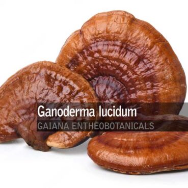 Ganoderma-lucidum-Reishi