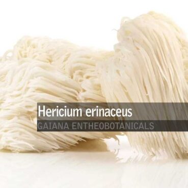 Hericium-erinaceus-Lions-Mane-whole