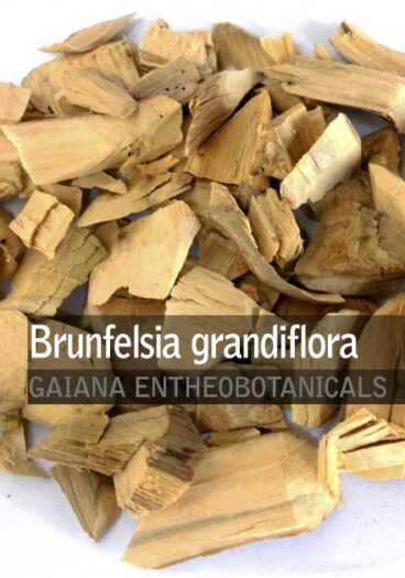 Brunfelsia-grandiflora-Chiric-Sanango-Root