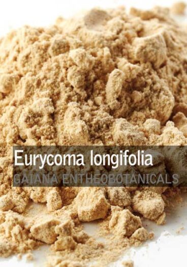 Eurycoma longifolia - Tongkat Ali Root