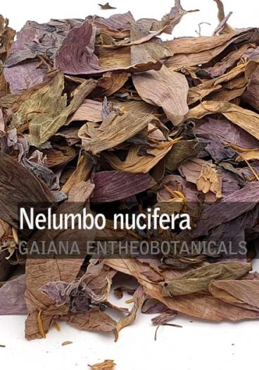 Nelumbo-nucifera-Sacred-Lotus